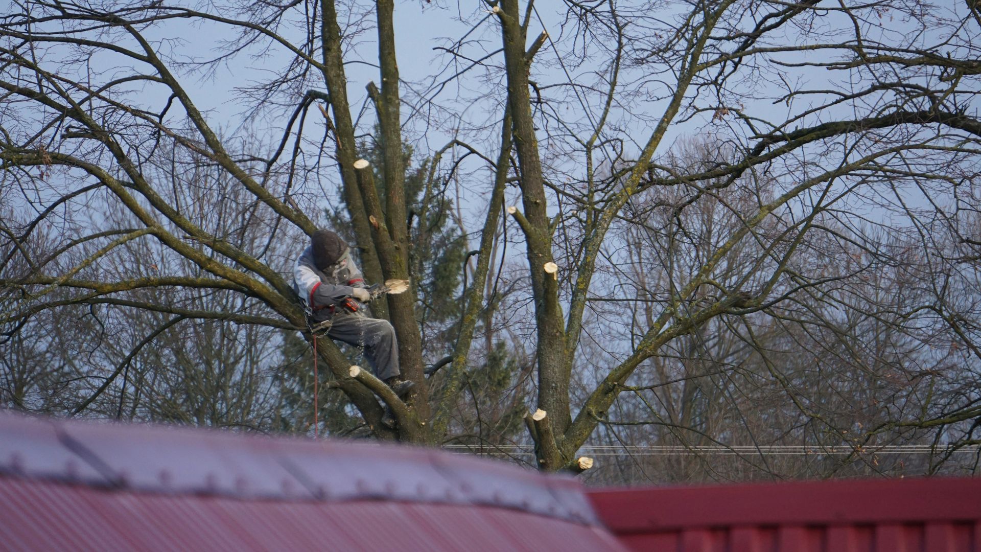 Person pruning branches of a large tree